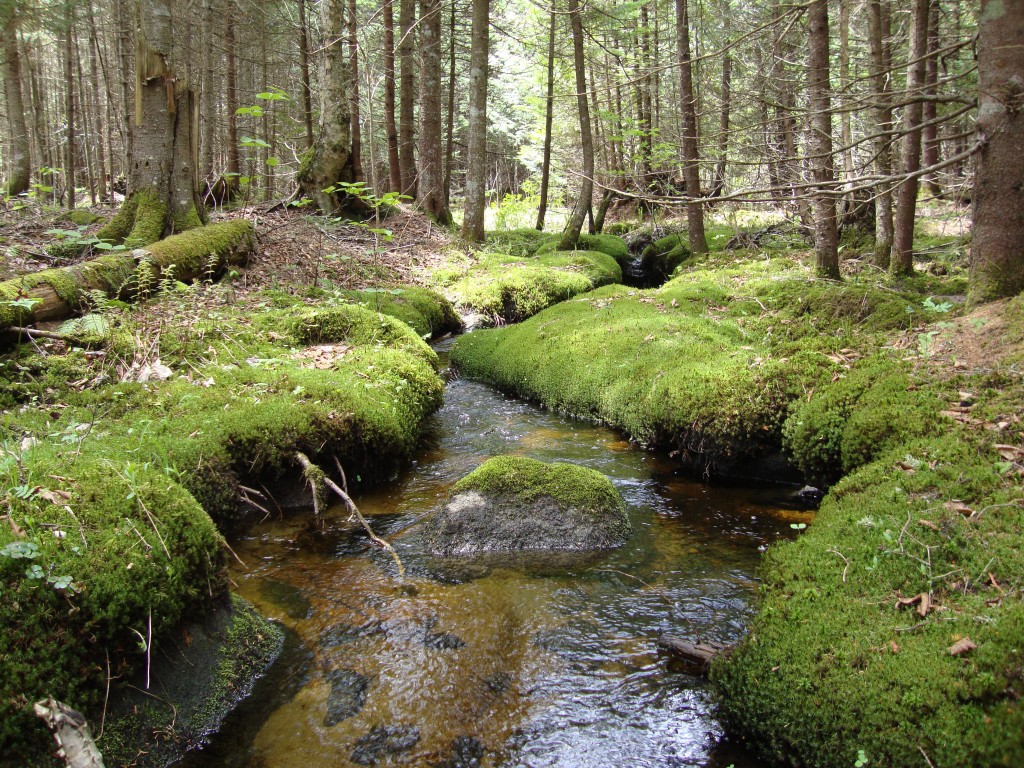 wetland-delineation-restoration-arrowwood-environmental